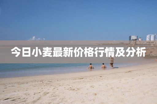 今日小麦最新价格行情及分析