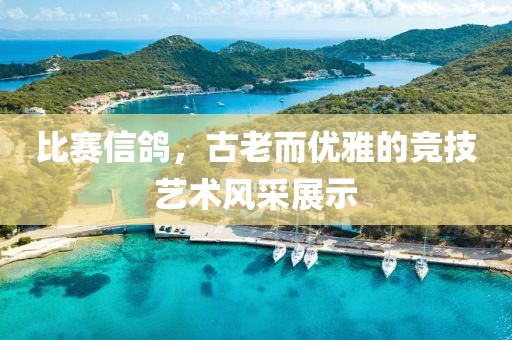 比赛信鸽，古老而优雅的竞技艺术风采展示