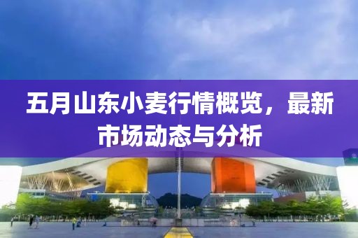 五月山东小麦行情概览，最新市场动态与分析