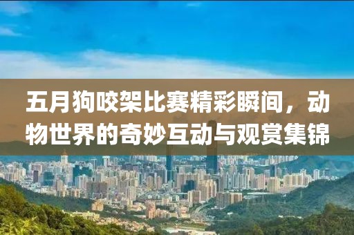 五月狗咬架比赛精彩瞬间，动物世界的奇妙互动与观赏集锦