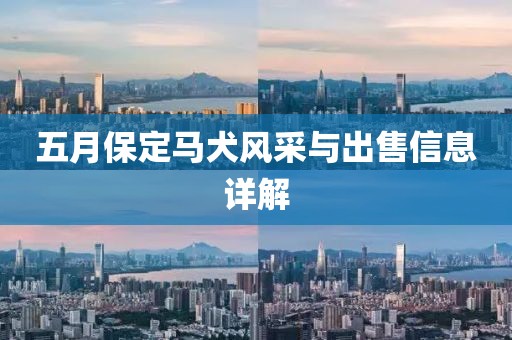 五月保定马犬风采与出售信息详解