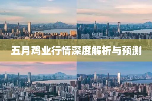 五月鸡业行情深度解析与预测