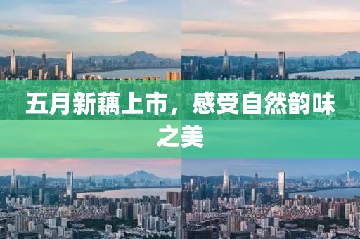 五月新藕上市，感受自然韵味之美