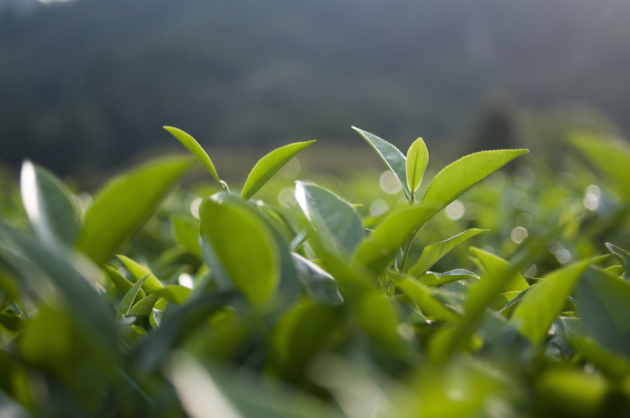 最新十公分桂花树价格分析，聚焦桂花树价值