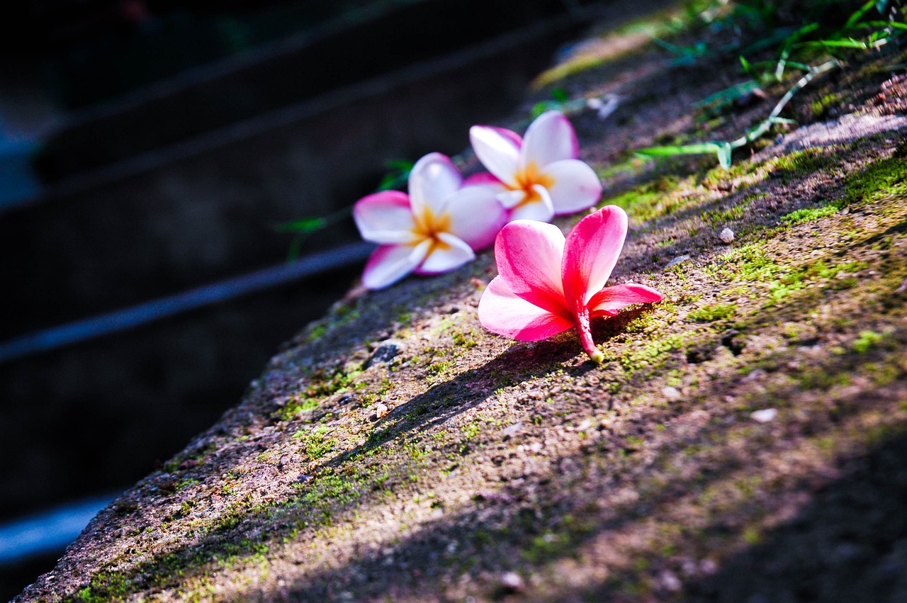 花开无言 第32页