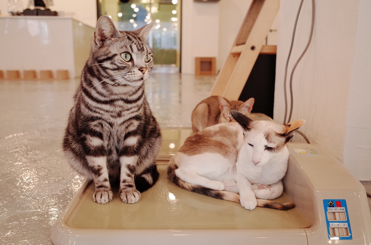 猫咪iOS应用下载地址分享，最新下载链接汇总