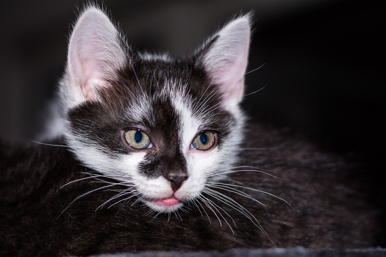 最新Kitty猫卡通图片，探索魅力世界的探险之旅