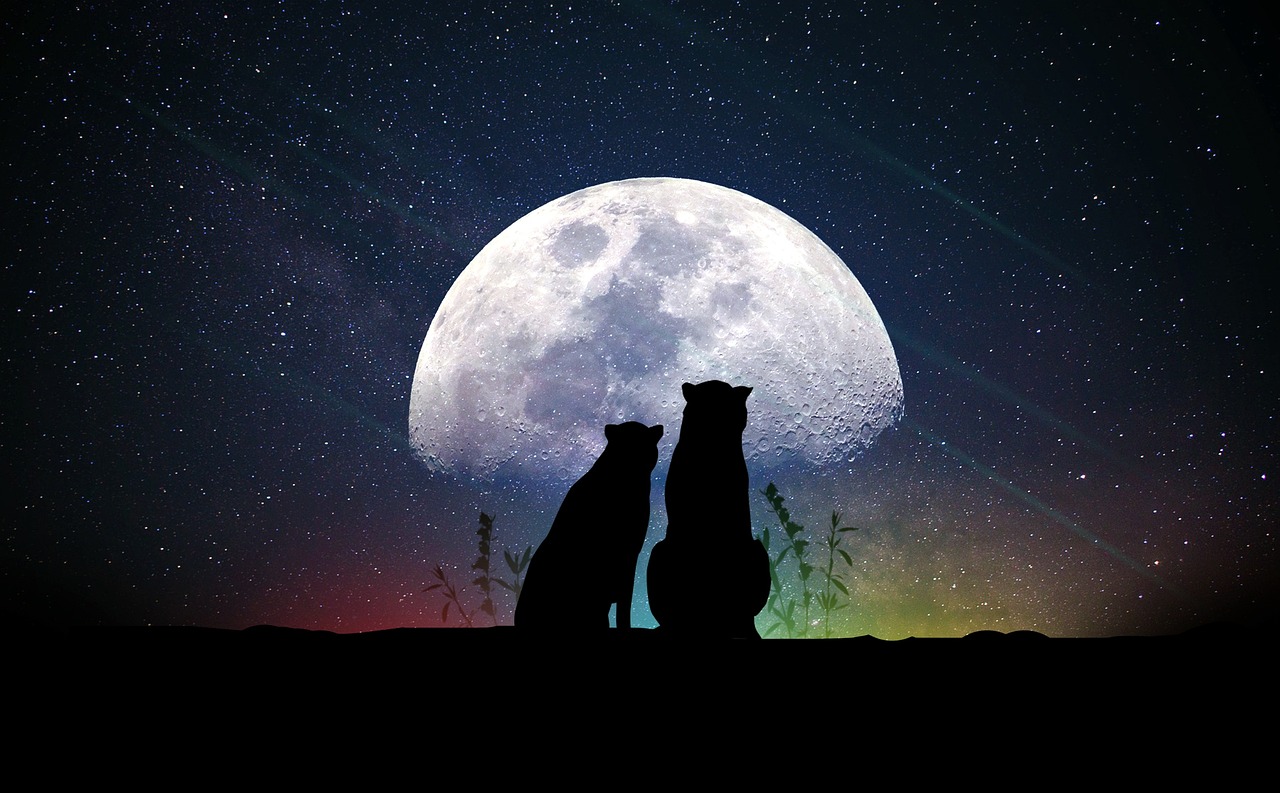 夜夜笙歌小说最新章节，情感与生活的交响乐章探索